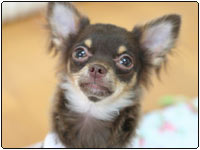 ���f�����F������