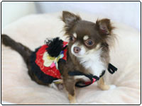 ���f�����F����