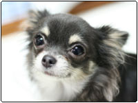 ���f�����F�m�g