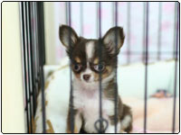 ���f�����F�嗅