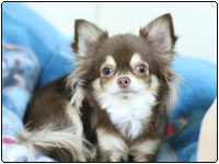 ���f�����F����