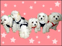 TOSHIMI�l�̂U�}���`�[�Y�����