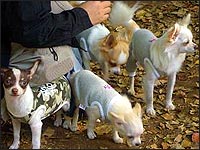 �r�䂳��t�@�~���[