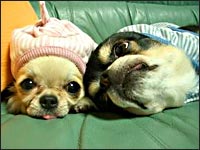 �r�b�V�����񁕃{������