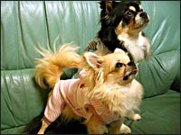 �r�b�V�����񁕃{������