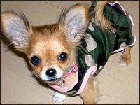 �`�F���[�����