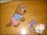 �`�b�v���񁕃t���������