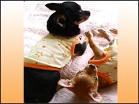 �`�b�v����񁕃n�j�[�����