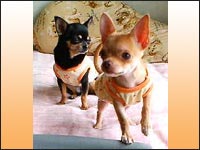 �`�b�v����񁕃n�j�[�����