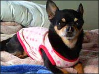 �`�b�v�����