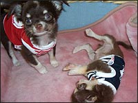 �R�[�b�g����񁕃e�B���N