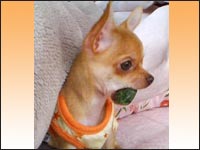 �n�j�[�����