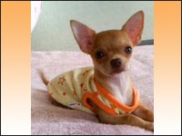 �n�j�[�����