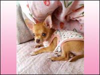 �n�j�[�����