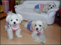 KAI����MOCA�����MELL�����