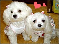 MELL�����MOCA�����