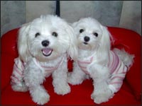 MELL�����MOCA�����