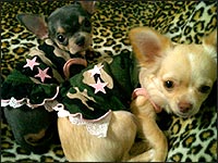 �l�C�������ƃo�j�[�����