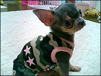 �l�C�������