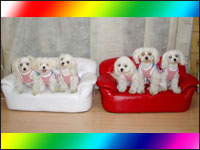 �݂�ȂŃL�����f�B�[�|�P�b�g