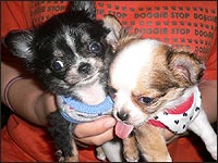 �󂿂�񁕌��N