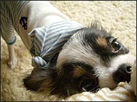 �e�B���N����