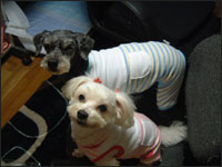 �o�������񁕕�������