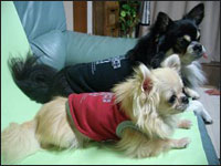 �r�b�V�����񁕃{������