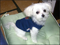 �`���C����