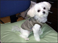 �`���C����