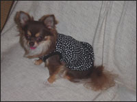 �V���R������