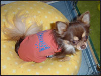 �V���R������