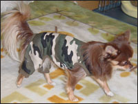 �V���R������