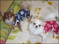 �V���R�����񁕃��X�e�B����