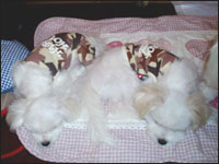 DON����GON����