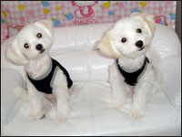 DON����GON����