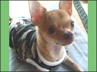 �n�j�[�����