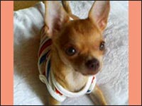 �n�j�[�����