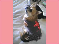 �F�H(�����)�����