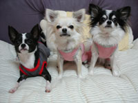 �z����񁕏�������񁕏��~�����