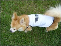 �N�[����