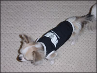 ���X�e�B����