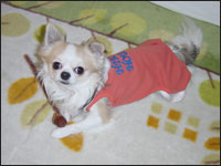 ���X�e�B����