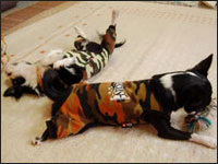 �z����񁕑�a����