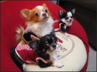 �|�[���[���񁕃��r������񁕃V���f�B�[�����