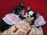 ���r������񁕃V���f�B�[�����