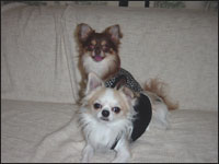 ���X�e�B���񁕃V���R������