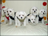 SAM�N��ƒj�g�{DON�EGON�u���U�[�Y