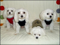 SAM�N��ƒj�g