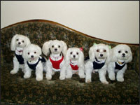 SAM�N�t�@�~���[